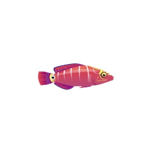 Wrasse 1